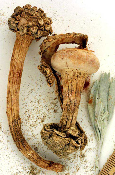 Chlamydopus meyenianus